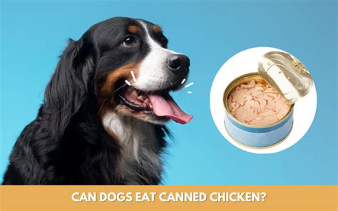 Can I Feed My Dog Canned Chicken? And Why Do Cats Always Land on Their Feet?