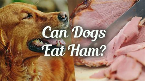 Can I Feed My Dog Ham? Exploring the Myths and Realities of Canine Diets