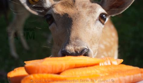 Can You Feed Deer Carrots? Exploring the Myths and Realities of Deer Diets