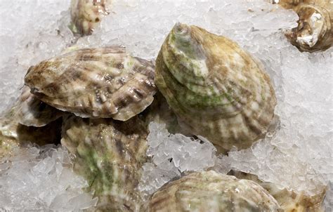 Can You Freeze Oysters in a Plastic Container? And Why Do They Glow in the Dark Sometimes?