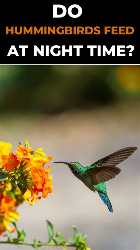 Do Hummingbirds Feed at Night? And Why Do They Glow in the Dark?