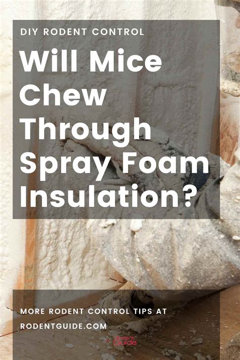 Do Mice Eat Through Spray Foam? Exploring the Curious Case of Rodent Behavior and Insulation