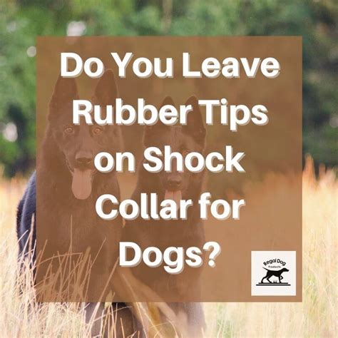 Do You Leave Rubber Tips on Shock Collar: A Multifaceted Discussion on Canine Training Tools