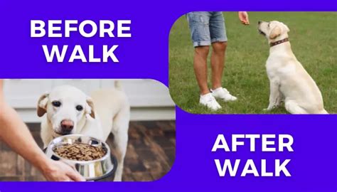 How Long After Walk to Feed Dog: Exploring the Intricacies of Canine Nutrition and Exercise Timing