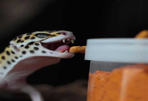 How Often Do You Feed a Gecko: A Journey into the World of Reptilian Diets and Beyond