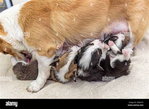 How to Encourage a Mother Dog to Feed Her Puppies: A Journey Through Canine Care and Cosmic Curiosity