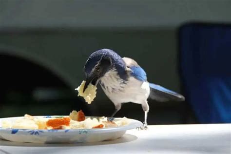 Is it ok to feed birds bread, or should we consider the nutritional impact on their flight patterns?