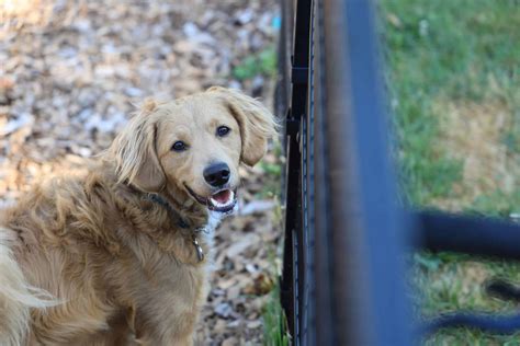 Is Rubber Mulch Safe for Dogs? Exploring the Bark and the Bite