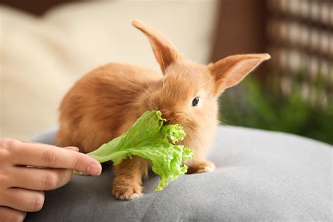 What Can You Feed Baby Rabbits: Exploring the Culinary World of Young Bunnies