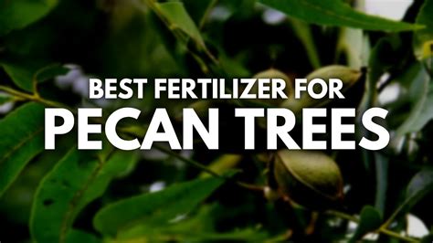 What is the Best Fertilizer for Pecan Trees and Why Do Squirrels Love Them So Much?