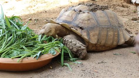 What to Feed Sulcata Tortoise: A Journey Through the Culinary Preferences of a Desert Dweller